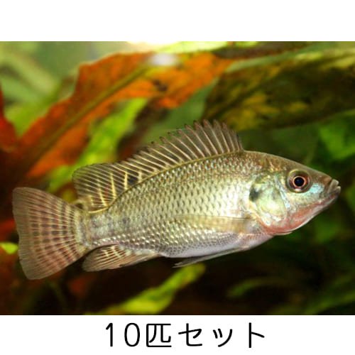 ティラピア 稚魚 【10匹】 アクアポニックス 淡水魚 飼育 養殖